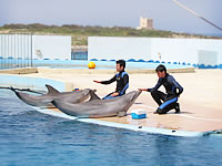 Mediterraneo Park, Delfiner
